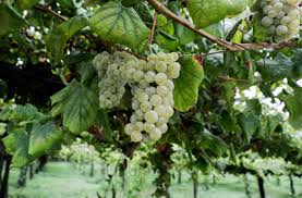 Visão | É tempo de vindimas: 10 programas para pôr as mãos nas uvas, nas  regiões Norte e Centro