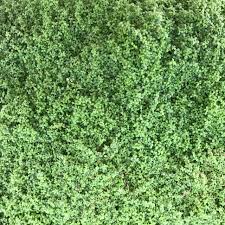 Image result for Casearia runssorica