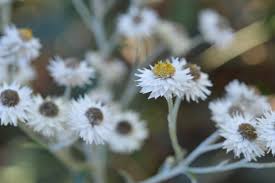 Image result for Tephrosia pentaphylla