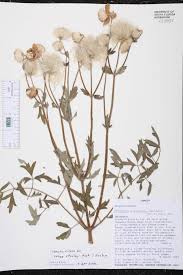 Image result for Clematis villosa