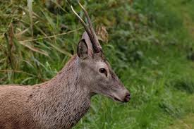 Over 100,000 english translations of german words and phrases. Junger Rothirsch Spiesser 1 Foto Bild Tiere Wildlife Saugetiere Bilder Auf Fotocommunity