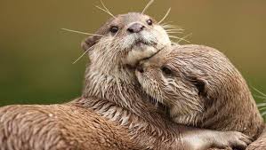 We did not find results for: While River Otters Usually Mate For Life Sea Otters Are Polygamous And Their Mating Ritual Is So Rough That It Was Found Responsible For 11 Of All Fresh Southern Sea Otters Deaths
