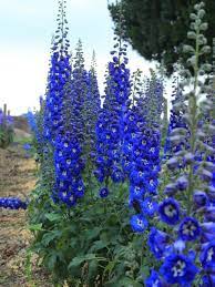 It was found in new york and may be a native species, but that is not guaranteed. Add Height To Your Garden With These Towering Perennials Hgtv