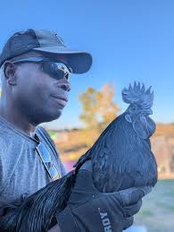 Successs Homestead Life. SHL