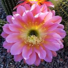 To my knowledge the onion bearing bulb like flowers present in this world gives flowers once in a year. Cactus That Blooms Only One Day A Year Seen In Tucson Arizona Natureisfuckinglit Cactus Bloom Bloom Tattoo