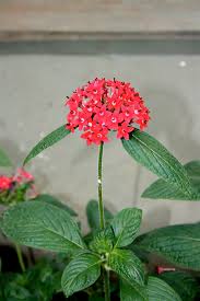 Image result for Pentas herbacea