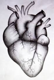 How to draw a human heart. Easy Drawing Of The Human Heart Novocom Top