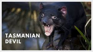 Maybe you would like to learn more about one of these? Tasmanian Devil Sound From Tasmanian Bush Youtube