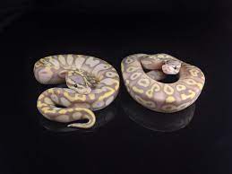 Pastel Coral Glow And Pastave Coral Glow Ball Pythons Ball Python Morphs Ball Python Cute Reptiles