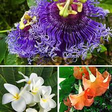 We did not find results for: 14 Easy To Grow Fragrant Tropical Flowering Plants Dengarden