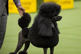 Facts About The Standard Poodle Dog Breed