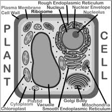 Maybe you would like to learn more about one of these? Clip Art Cells Plant Labeled Grayscale I Abcteach Com Abcteach