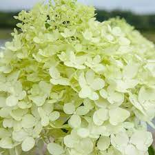 Mountain hydrangeas are vulnerable to cold but less susceptible to spring frosts than their. Limelightt Hydrangea The Most Cold Hardy Hydrangea Large Dense Cone Shaped Panicles Of Elegant Cool Green That Change To Pink Pixies Gardens