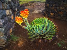 Image result for Aloe plowesii