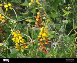 Image result for Crotalaria trichotoma