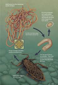 Guinea worm disease is only transmitted by drinking stagnant water with guinea worm larvae in it. Horsehair Worm Nematomorpha July August 2017 Minnesota Conservation Volunteer Minnesota Dnr
