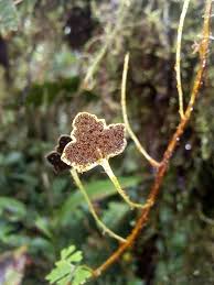 Image result for Elaphoglossum kivuense