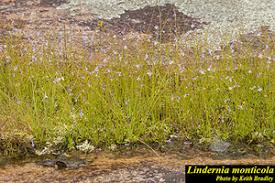 Image result for Lindernia monroi