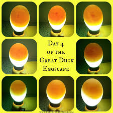 The Great Eggscape Too Hatching Duck Eggs Fresh Eggs Daily