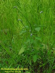 Image result for Heliotropium indicum