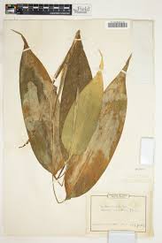 Image result for Dracaena aubryana