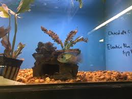 This store welcomes price comparisons, discounts and always have product sales. Police Man Stole Exotic Fish From Clearwater Pet Shop Shoved Them Down Pants