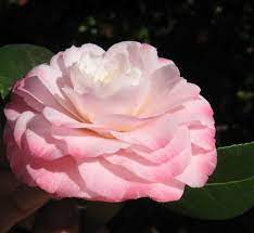 This Is The Grace Albritton Camellia Japonica I Also Ordered Two Of These I M Excited To Watch Them Grow Flowers Blooming Flowers Flower Power