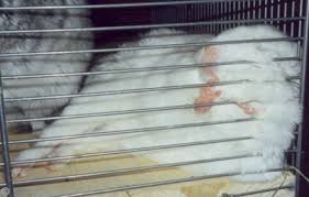 Chinchilla Pregnancy