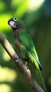 Love Bird Phone Wallpaper Animals Parakeet Wallpaper