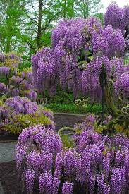 The Glorious Purple Of Wisteria Wisteria Garden Wisteria Longwood Gardens Spring