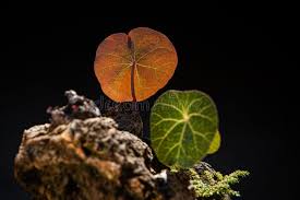 Image result for Menispermaceae