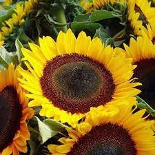 Sunflower Seeds Taiyo Flower Seeds In Packets Bulk Eden Brothers Flower Seeds Sunflower Seeds Wild Sunflower