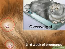 Pregnant cat week by week pictures. How To Feed A Pregnant Or Nursing Cat 9 Steps With Pictures