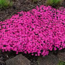 Best perennial flowers for full sun. Photo Essay Extremely Drought Tolerant Perennials Perennial Resource