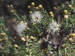 Image result for Melaleuca sp. A (Biegel 5741)