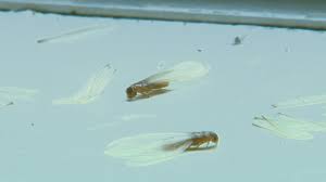 We did not find results for: How To Get Rid Of Termites In Your Home Khou Com