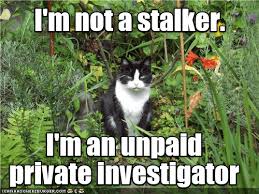 Maybe you would like to learn more about one of these? Lolcats Page 499 Lol At Funny Cat Memes Funny Cat Pictures With Words On Them Lol Cat Memes Funny Cats Funny Cat Pictures With Words