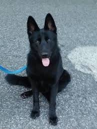 Color:the most recognizable color of german shepherd puppies for sale is solid black and tan. Solid Black Male German Shepherd For Sale Black German Shepherd German Shepherd For Sale German Shepherd Puppies