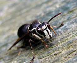 I looked up cutworm wasps and these wasps are much bigger. Dolichovespula Maculata Wikipedia