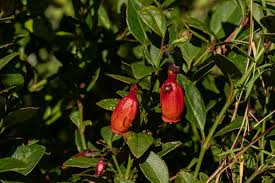 Image result for Halleria elliptica