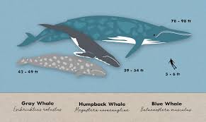 Blue whale vs humpback whale comparison normally the blue whale will be much larger than the humpback whale. When Heroics Aren T Enough Ucsc Science Notes