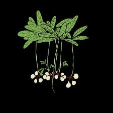 Image result for Vigna subterranea