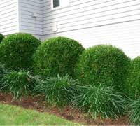 Synonymous with and sometimes sold in commerce as buxus boxwoods can be somewhat temperamental plants to grow in the st. Winter Gem Boxwood Buxux Microphylla Winter Gem 1 Gallon Shrub Boxwood Shrubs Gardener Direct