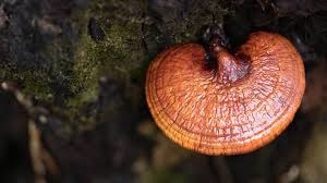 Despite being made with fungus, the coffee does not have the benefits of the coffee vary by the fungi used in the mushroom powder. 6 Benefits Of Reishi Mushroom Plus Side Effects And Dosage