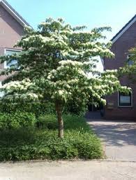 cornus controversa kornoelje prachtige struik of kleine boom groeit in etages met horizontale vertakking tuin bomen prachtige tuinen tuin ideeen