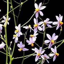 Image result for Tecophilaeaceae