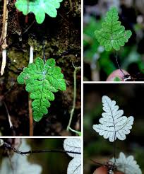 Image result for Aleuritopteris