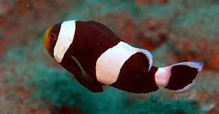 26 Gambar Ikan Nemo Kartun Hitam Putih Ikan Nemo Mengenal Jenis Perawatan Dan Harganya Terbaru Download 10 Gambar Ikan Nemo Kartun Da Kartun Ikan Badut Ikan