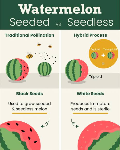 The science behind how seedless vs. seeded watermelons are grown., AI generated