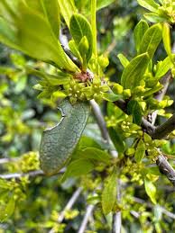 Image result for Rhamnus staddo